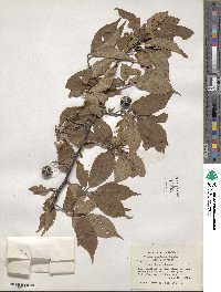 Prunus americana image