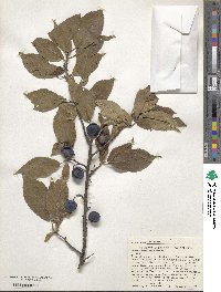 Prunus americana image