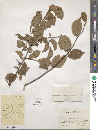 Prunus americana image