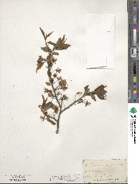 Prunus americana image