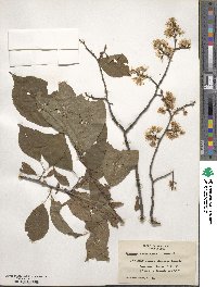 Prunus americana image