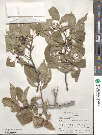 Prunus americana image