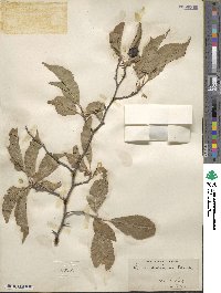 Prunus americana image