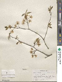 Prunus americana image