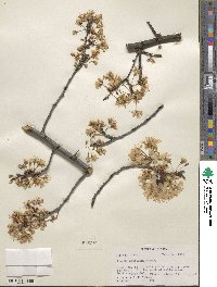 Prunus americana image