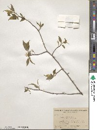 Prunus americana image