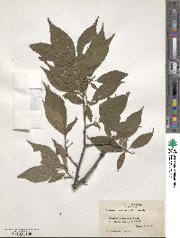 Prunus americana image