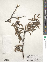 Prunus americana image