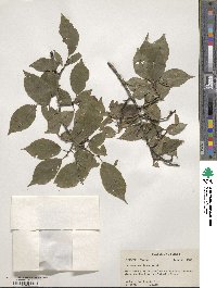 Prunus americana image