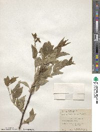 Prunus americana image