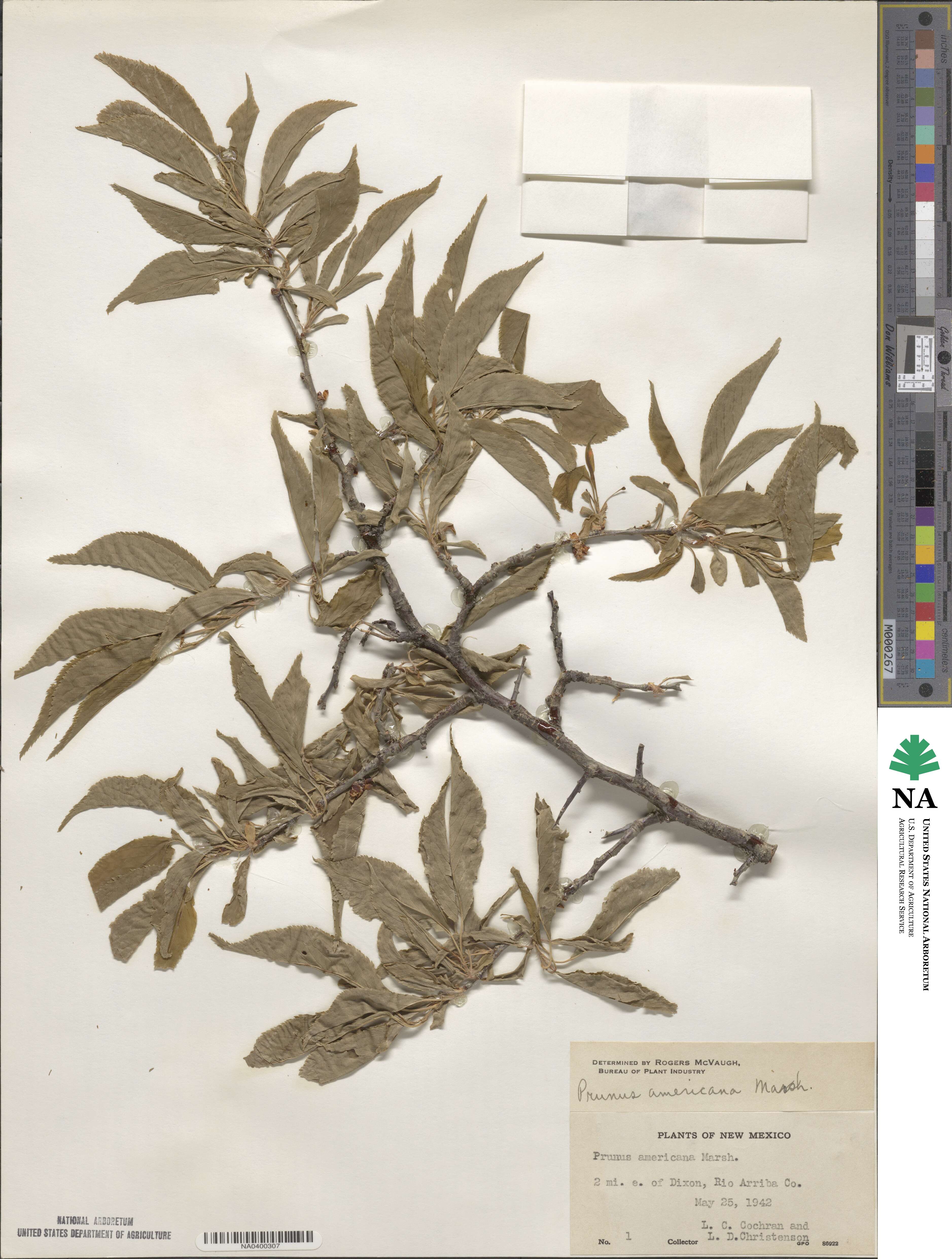 Prunus americana image