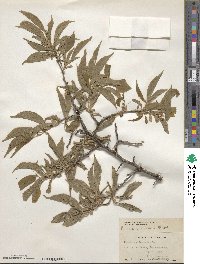 Prunus americana image