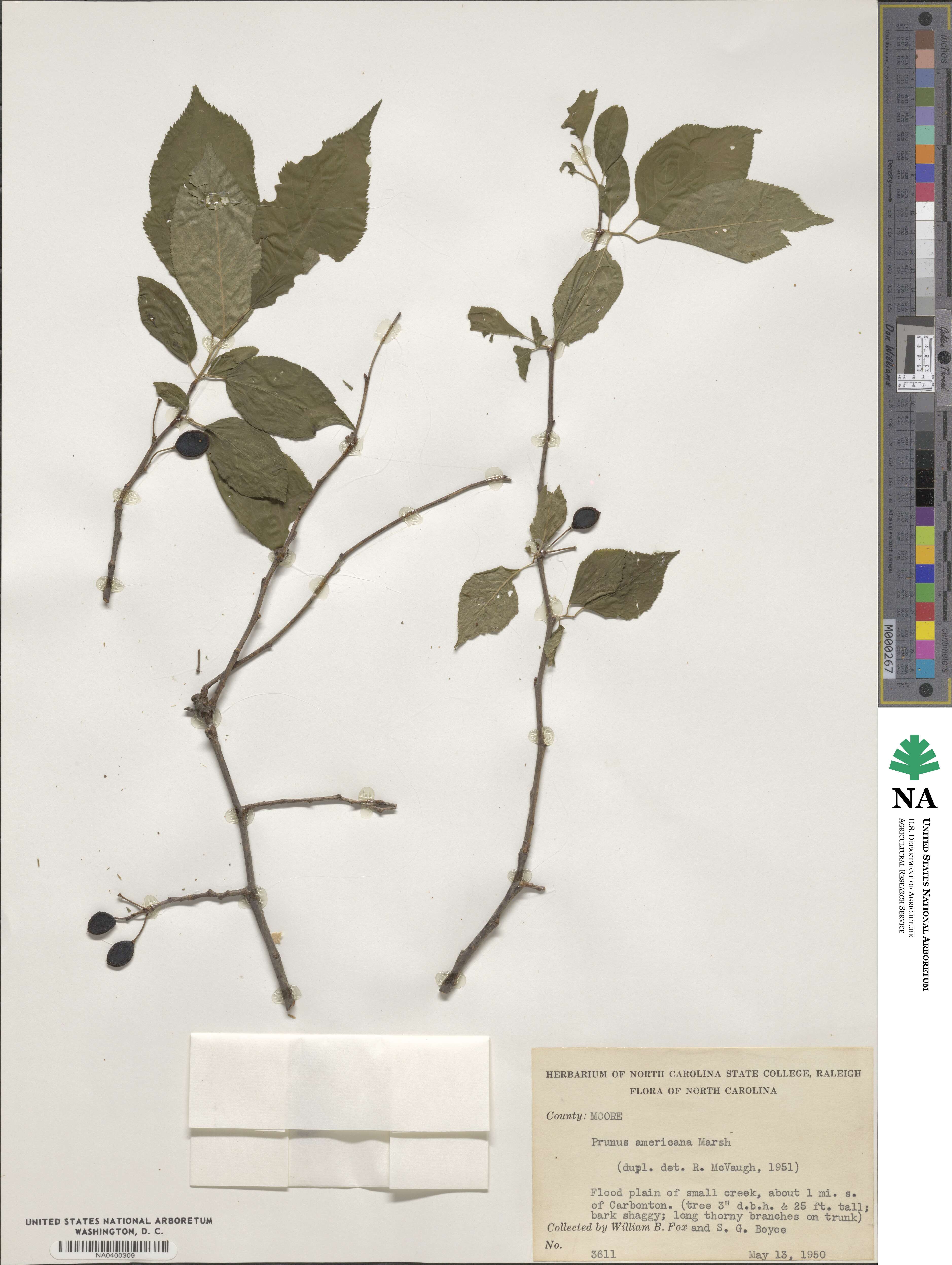 Prunus americana image