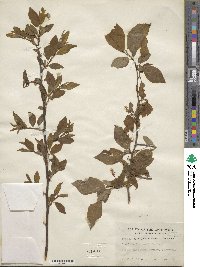 Prunus americana image