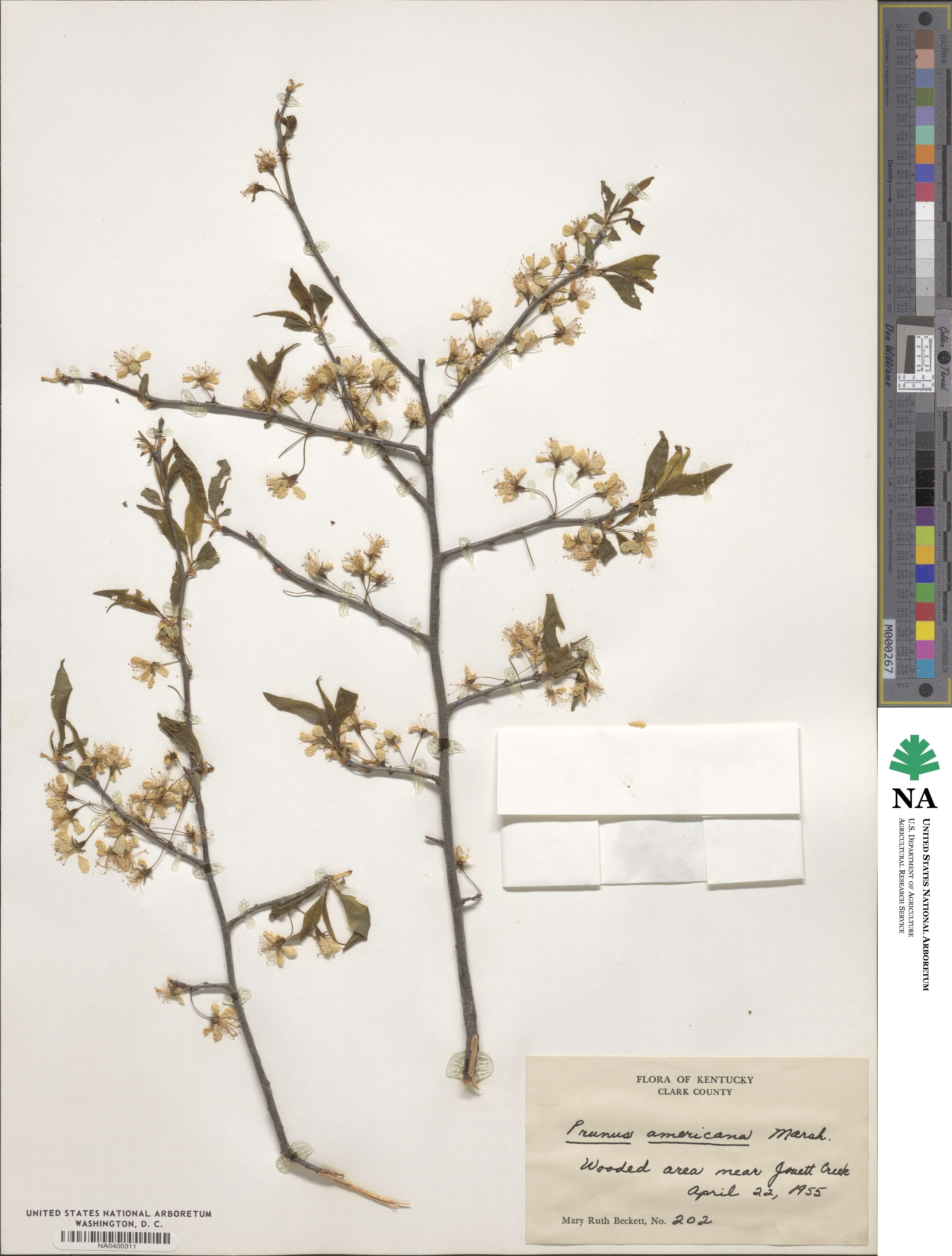 Prunus americana image