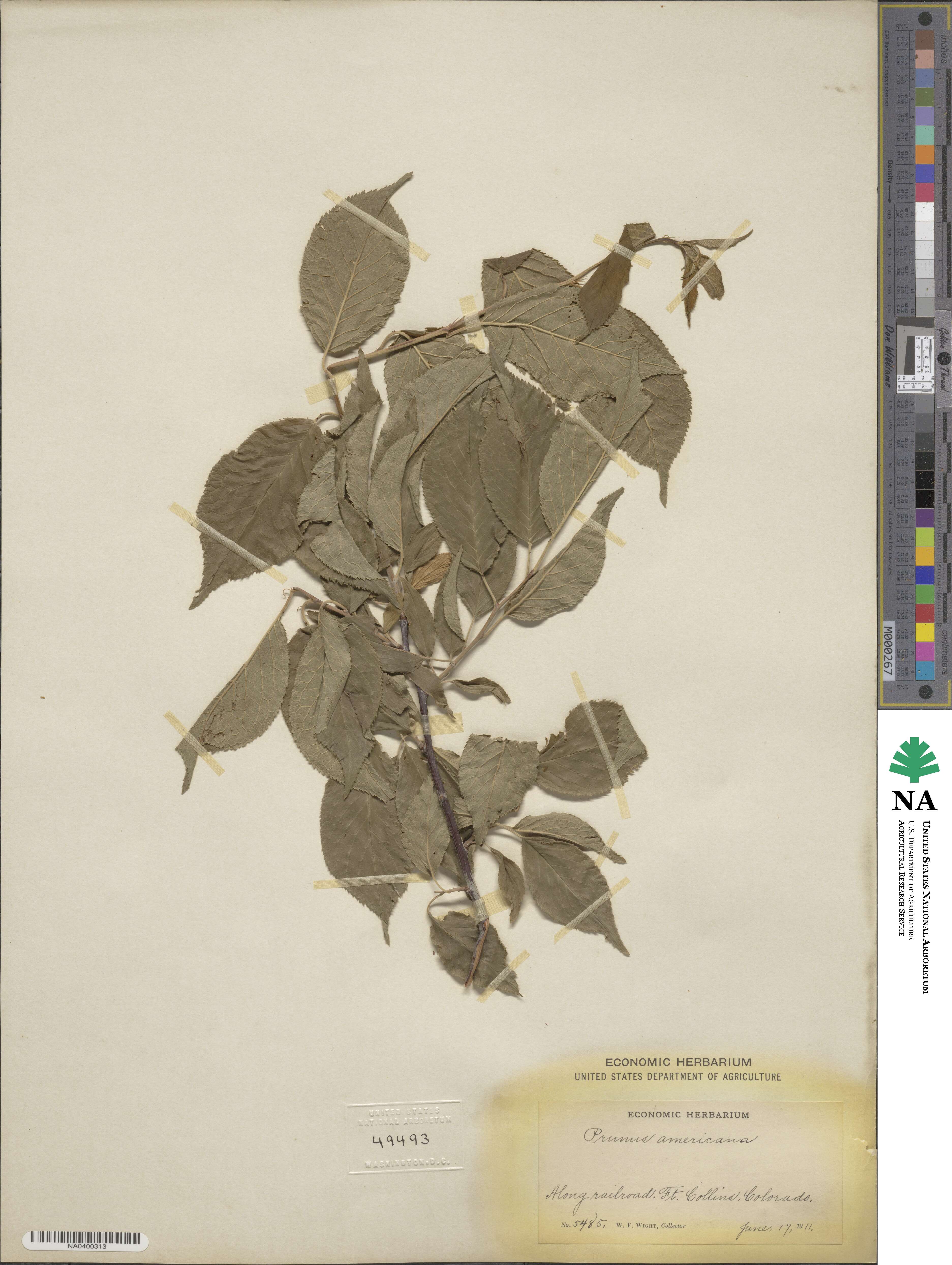 Prunus americana image
