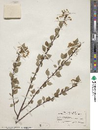 Prunus americana image