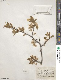 Prunus americana image