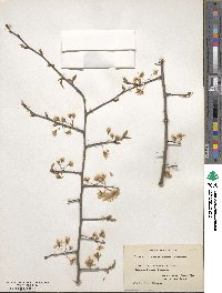 Prunus americana image