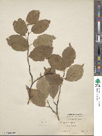 Prunus americana image