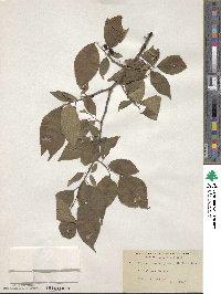 Prunus mexicana image