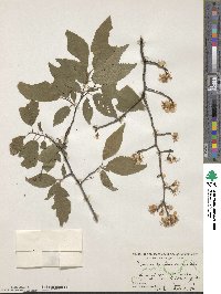 Prunus mexicana image