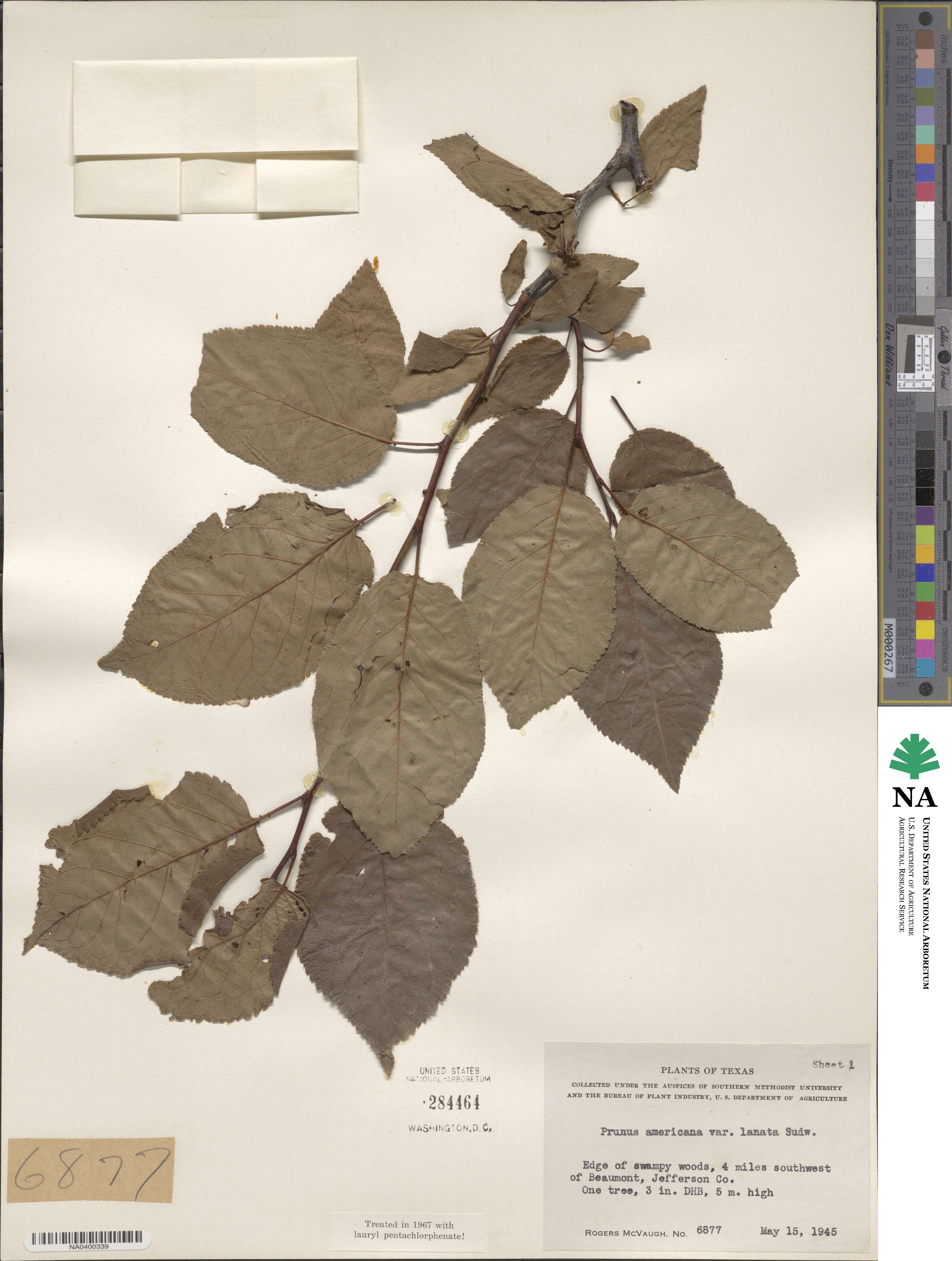 Prunus mexicana image