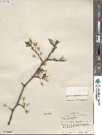 Prunus mexicana image