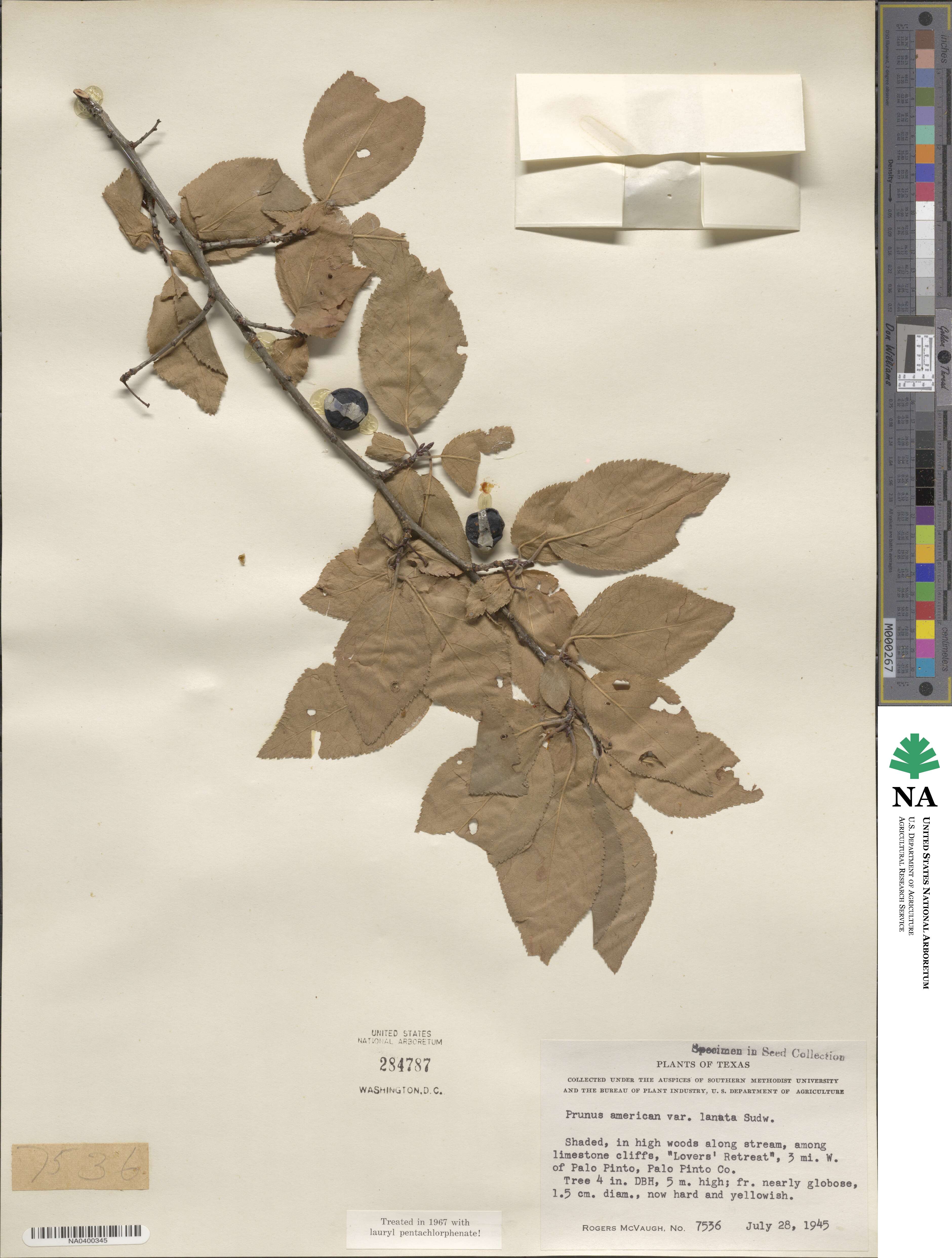 Prunus mexicana image