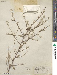 Prunus andersonii image