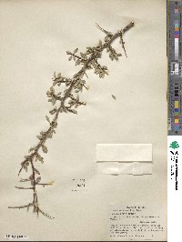 Prunus andersonii image