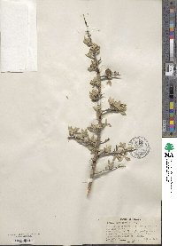 Prunus andersonii image