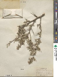 Prunus andersonii image