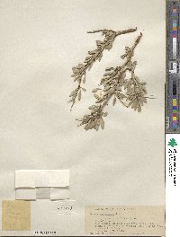 Prunus andersonii image