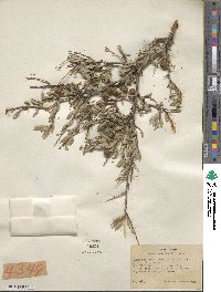 Prunus andersonii image