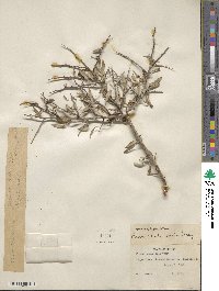 Prunus andersonii image