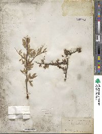 Prunus andersonii image