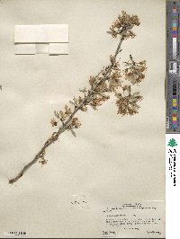 Prunus andersonii image