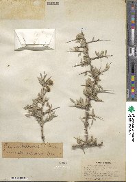 Prunus andersonii image