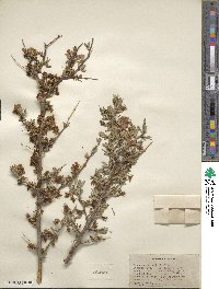 Prunus andersonii image