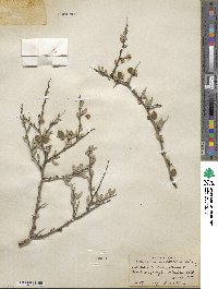 Prunus andersonii image