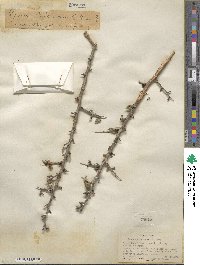 Prunus andersonii image