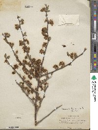 Prunus andersonii image