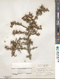 Prunus andersonii image