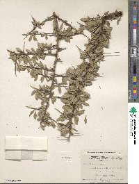 Prunus andersonii image