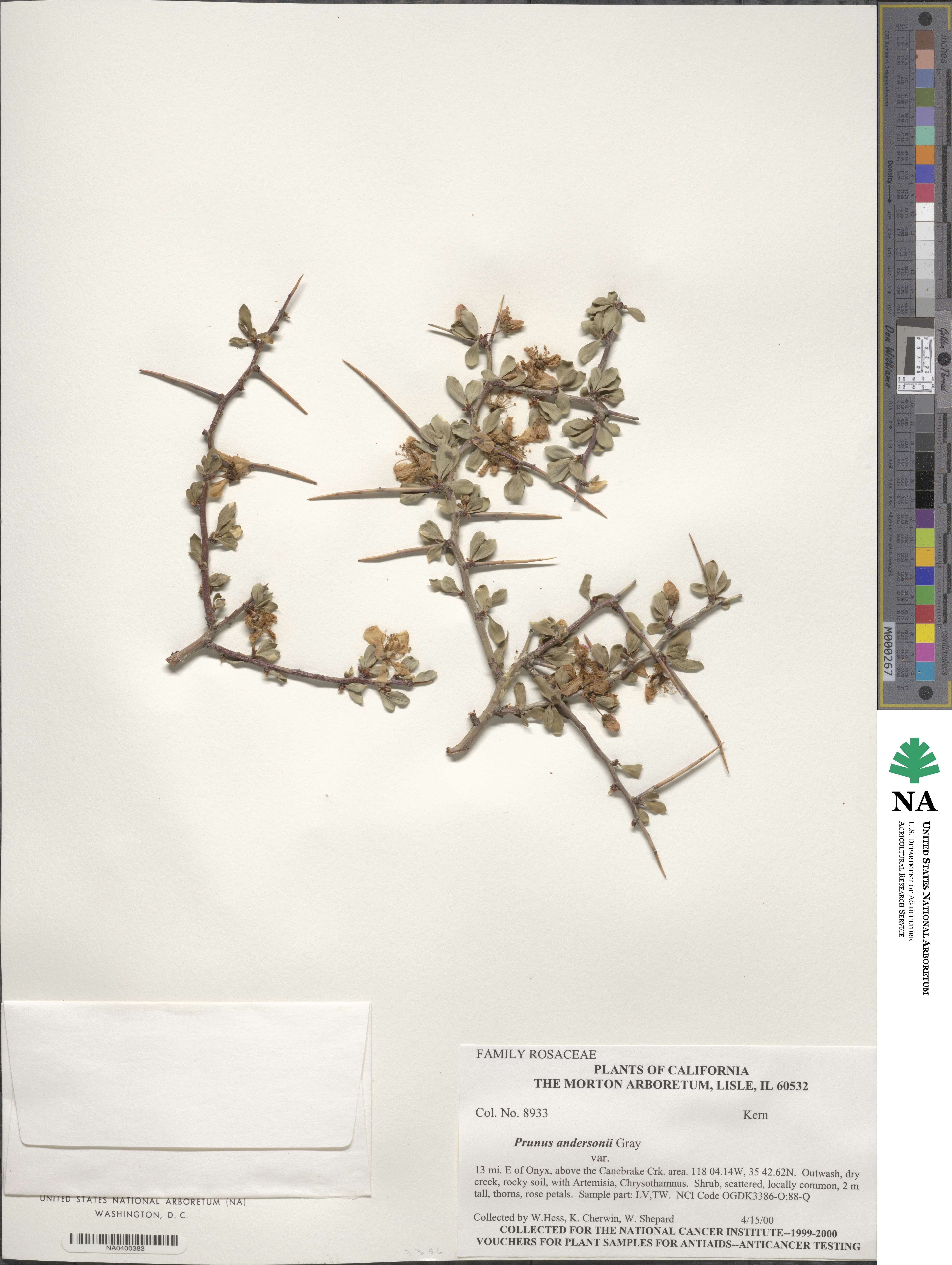 Prunus andersonii image