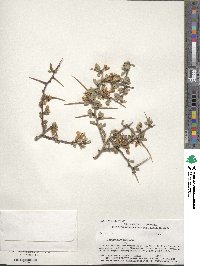 Prunus andersonii image