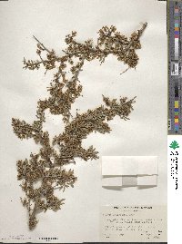 Prunus andersonii image