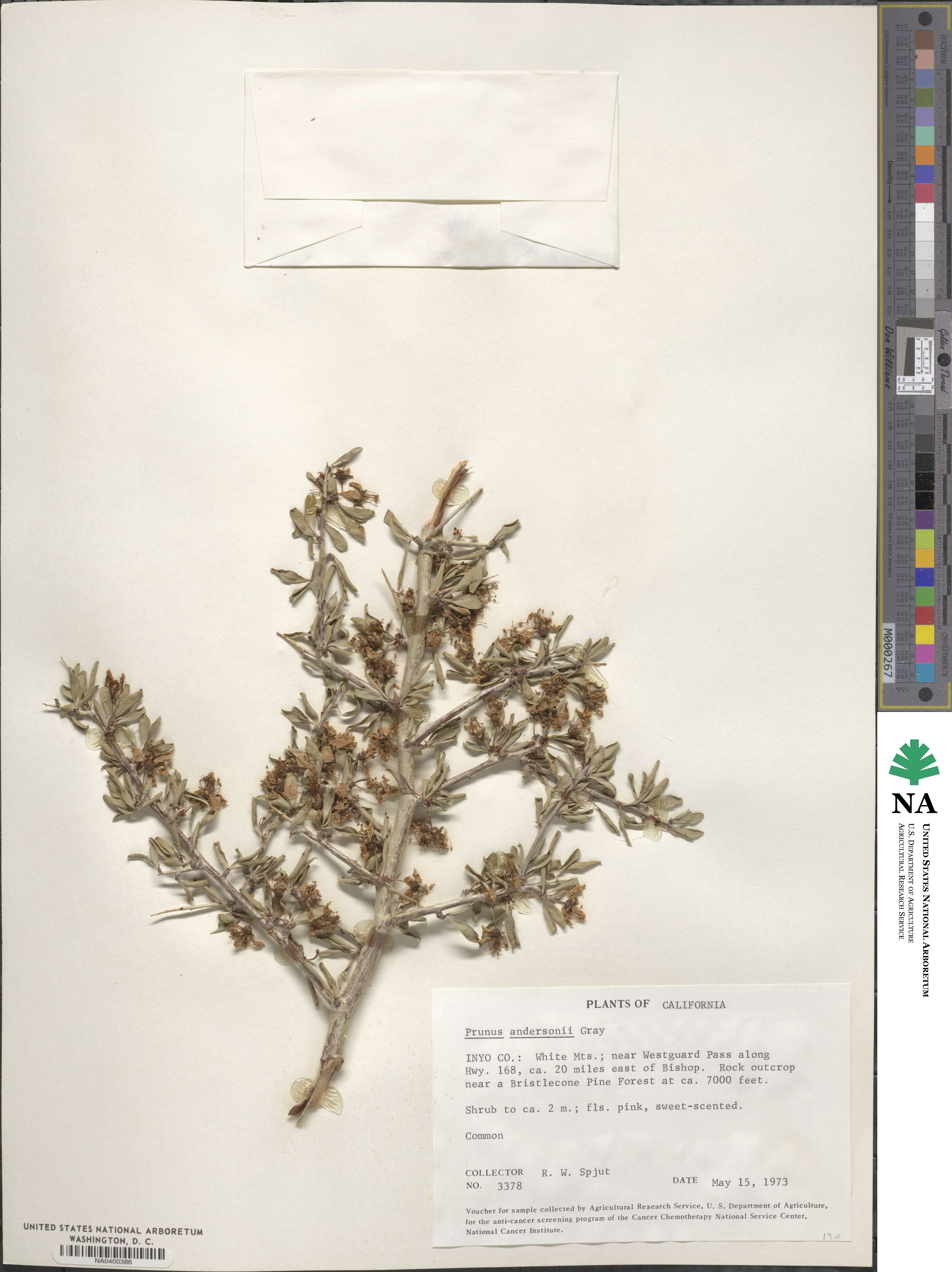 Prunus andersonii image