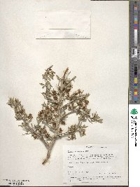 Prunus andersonii image